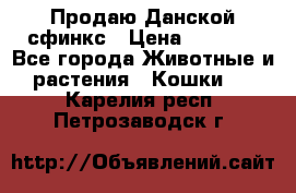  Продаю Данской сфинкс › Цена ­ 2 000 - Все города Животные и растения » Кошки   . Карелия респ.,Петрозаводск г.